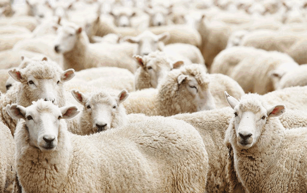 1733438359400576.gif 8e9a5a8a051f23d5e6f2d34b5d33db94.gif